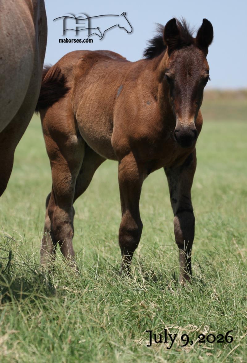Limited Dividends MA's 2026 Stallion